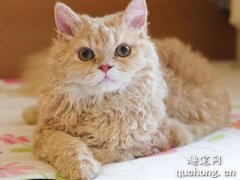 世界名猫之塞尔凯克卷毛猫品种介绍
