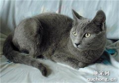 世界名猫之夏特尔猫品种介绍