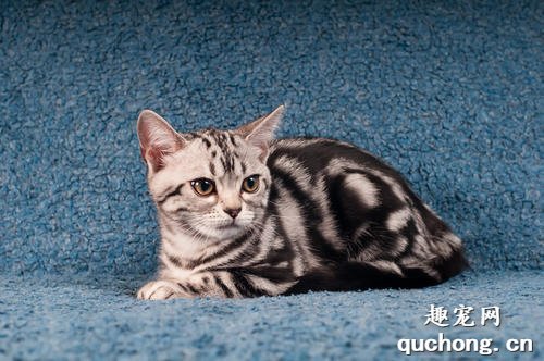 猫咪大全之北美洲短尾猫品种介绍