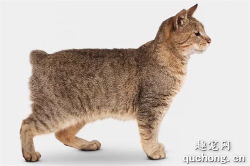6种独特的短尾猫品种，美国和日本短尾猫上榜