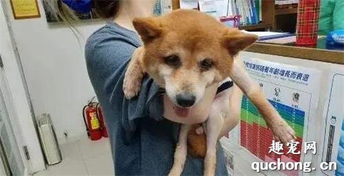 <b>10岁失明老柴犬在收容所里哭泣，好心网友做一个决定，扭转它命运</b>