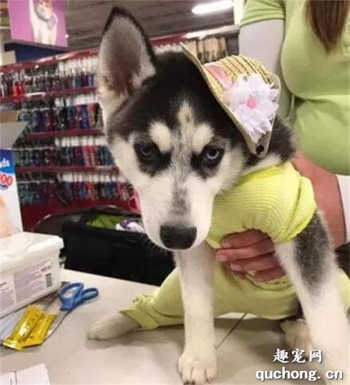 <b>这只哈士奇仿佛吃了不老药，永远长不大，可知道原因后却让人不禁落泪...</b>