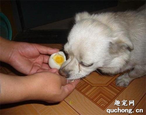 给狗狗吃生鸡蛋还是熟鸡蛋、蛋黄还是蛋白？