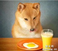 <b>给狗狗吃生鸡蛋还是熟鸡蛋、蛋黄还是蛋白？</b>