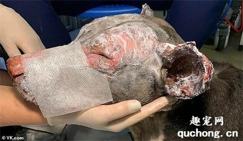 <b>大楼起火，一只怀孕狗狗却拼命往火场里冲...</b>