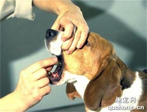 教你如何给狗狗喂药