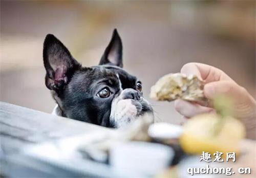狗狗能不能吃海鲜？得看条件…