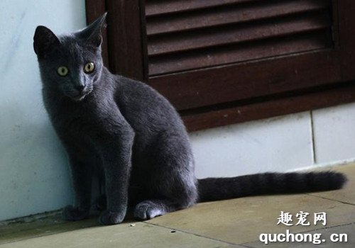 猫咪大全之尼比龙猫（内华达猫）品种介绍