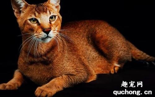 猫咪大全之非洲狮子猫品种介绍