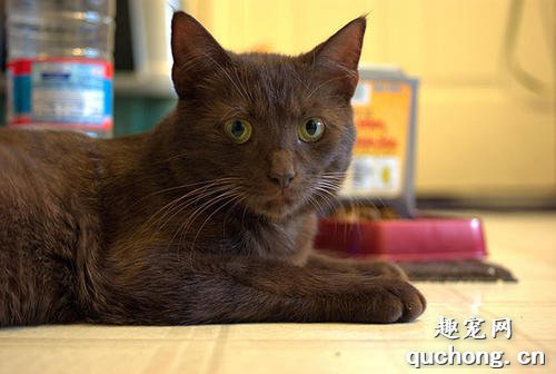 世界名猫之哈瓦那棕猫品种介绍
