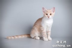 <b>猫咪大全之阿芙罗狄蒂猫品种介绍</b>