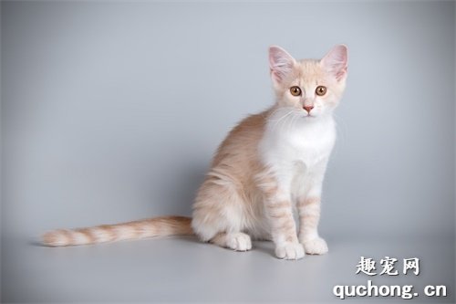 猫咪大全之阿芙罗狄蒂猫品种介绍