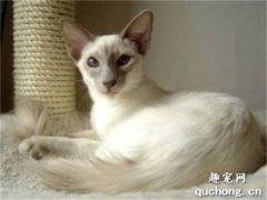 <b>世界名猫之爪哇猫品种介绍</b>