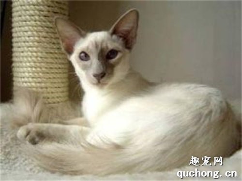 世界名猫之爪哇猫品种介绍