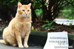 <b>猫咪大全之爱琴海猫品种介绍</b>