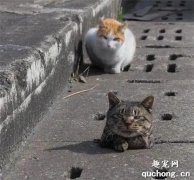 <b>猫咪惨被卡在洞里，它的小伙伴居然干出这事儿，过分至极</b>