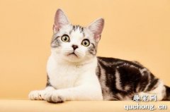 <b>猫咪得肿瘤的症状以及怎么治疗？</b>