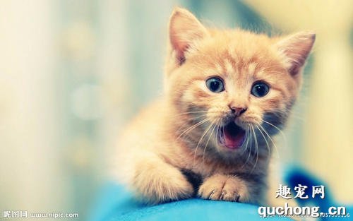 猫咪得肿瘤的症状以及怎么治疗?