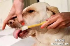 <b>如何给狗狗刷牙？</b>