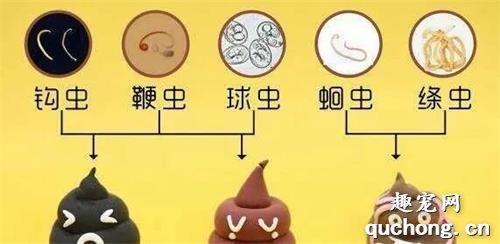这些狗狗驱虫大误区，就算是“老”铲屎官都会踩坑
