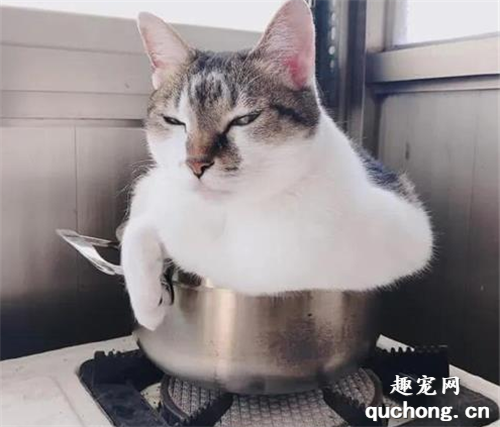 <b>猫咪：今天我给大家表演，铁锅炖自己！</b>