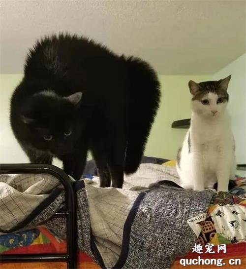 <b>撞见两脚兽的出轨现场，猫：看我不打死你个臭渣男！</b>