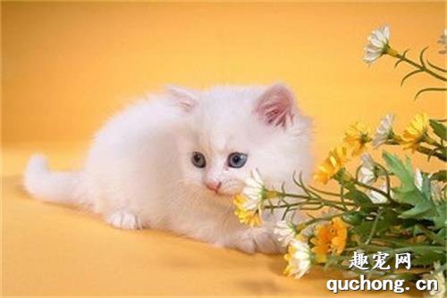 猫前庭综合症是什么病?如何治疗猫前庭综合症?
