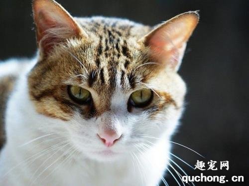 猫前庭综合症是什么病?如何治疗猫前庭综合症?