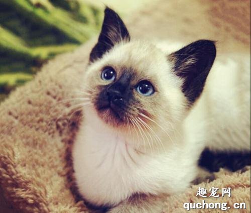 猫咪肛门囊肿怎么办?如何治疗猫咪肛门囊肿?