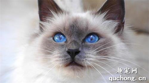 猫咪得了青光眼怎么办？如何治疗猫青光眼？