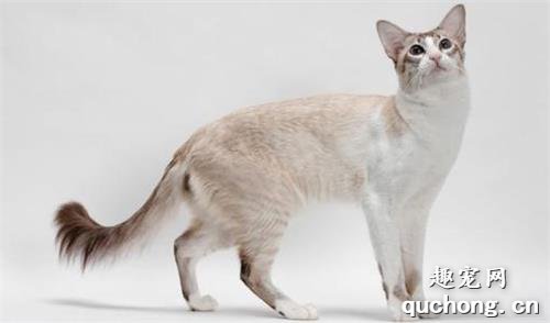 如何去除猫咪身上的虱子?