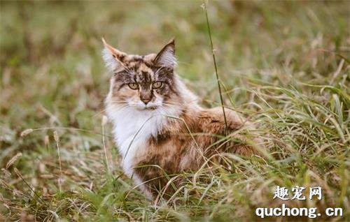 猫咪为什么会呕吐?如何解决