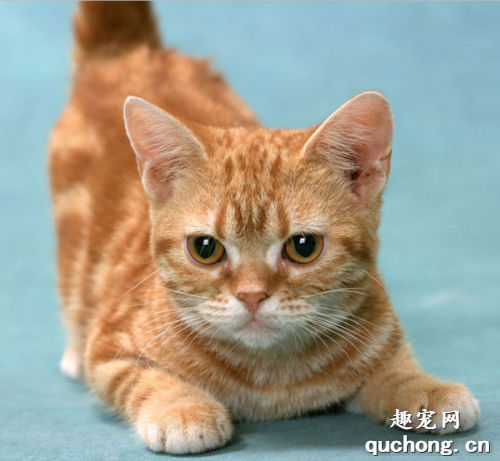 猫咪为什么会呕吐?如何解决