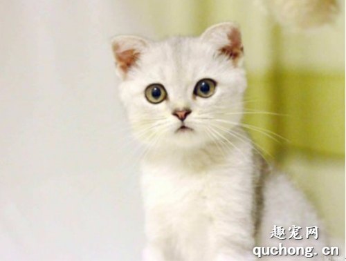 猫咪为什么会呕吐?如何解决