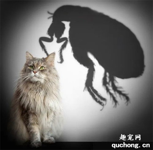 我家猫身上没虫子,还需要驱虫吗?