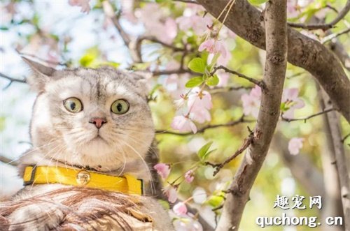 我家猫身上没虫子,还需要驱虫吗?