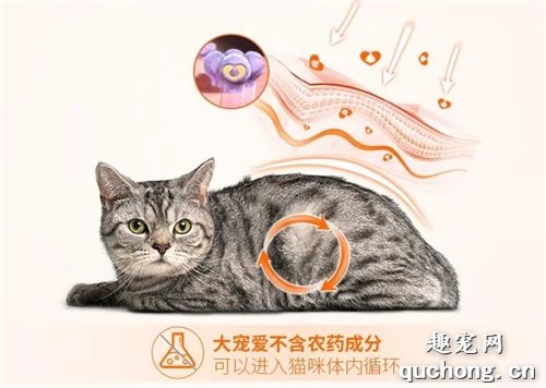 我家猫身上没虫子,还需要驱虫吗?