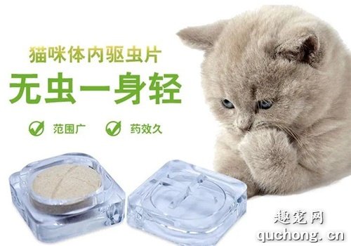 我家猫身上没虫子,还需要驱虫吗?