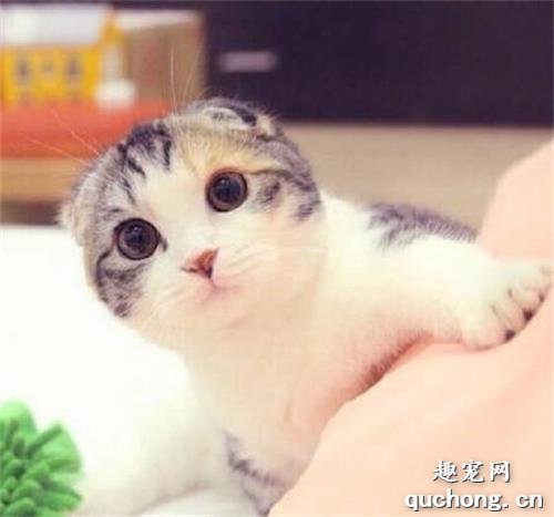 猫咪得了毛球症怎么治疗？