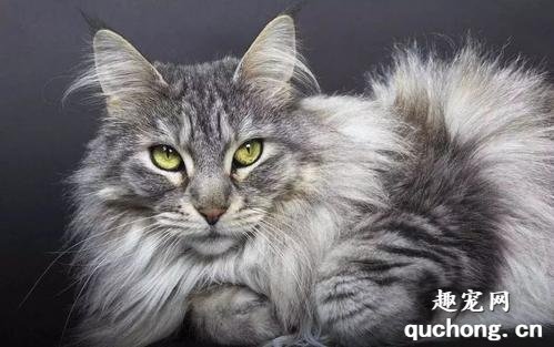 为什么缅因猫会经常掉毛?