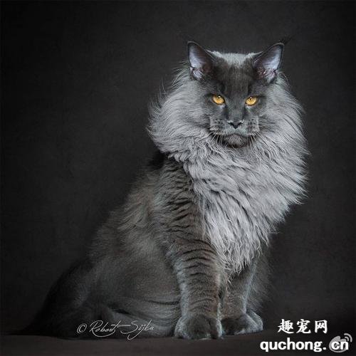 为什么缅因猫会经常掉毛?