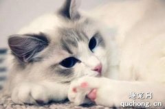 <b>猫咪怀孕后如何判断猫咪何时分娩生产？</b>