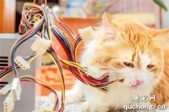 在家养猫，如何防止猫咪抓咬电线？