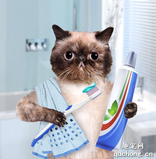 如何科学的给猫咪刷牙?