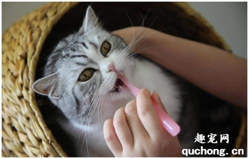 如何科学的给猫咪刷牙?