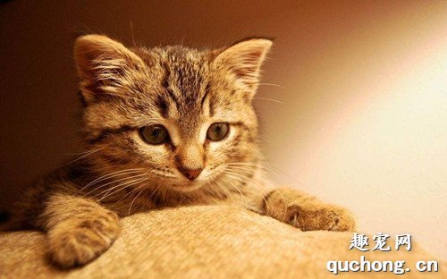 如何给猫咪选购猫砂？