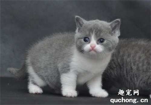 如何鉴别英国短毛猫?