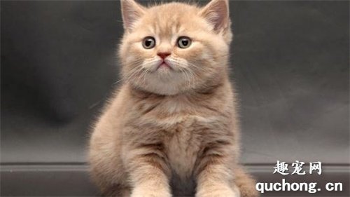 如何鉴别英国短毛猫?