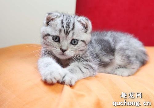 如何鉴别英国短毛猫?