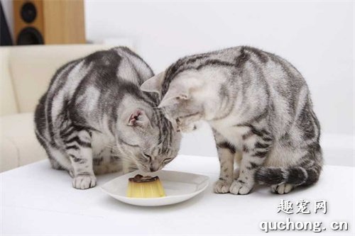 猫咪每天都要注意哪些营养?